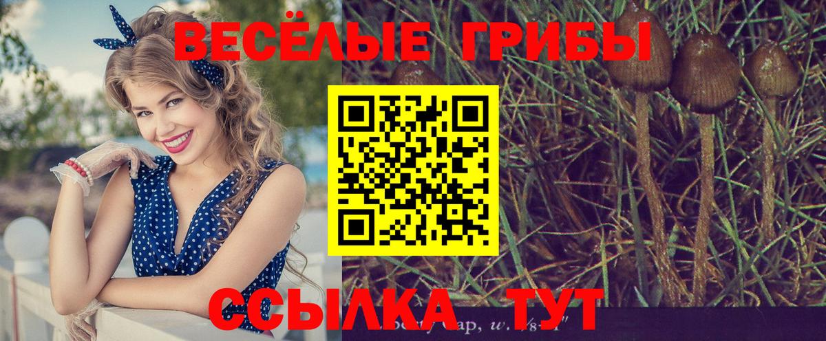 Псилоцибиновые грибы Psilocybe  Вход с VPN  Псилоцибиновые грибы MAGIC MUSHROOMS  Вязники 