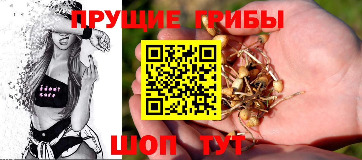 Псилоцибиновые грибы Psilocybe Вязники